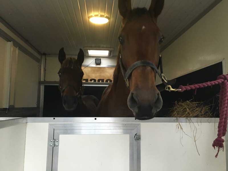 Kildare-Horse-Transport