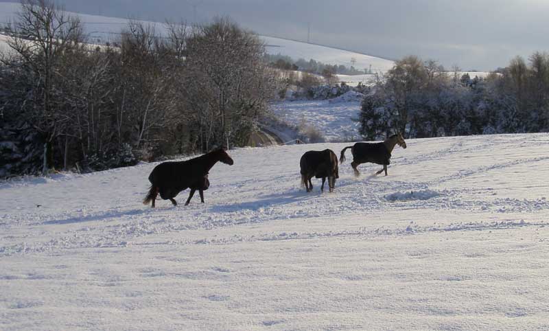 horses-in-winter-in-ireland