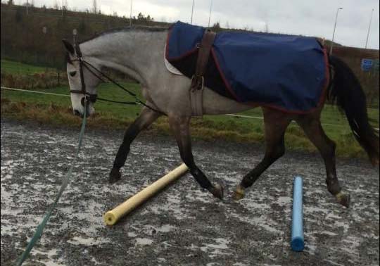 Lunging-trot-poles2