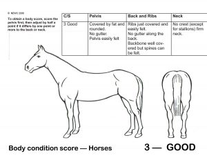 Horse-Body-Condition-Score-Good
