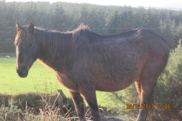 ISPCA-horse-welfare case