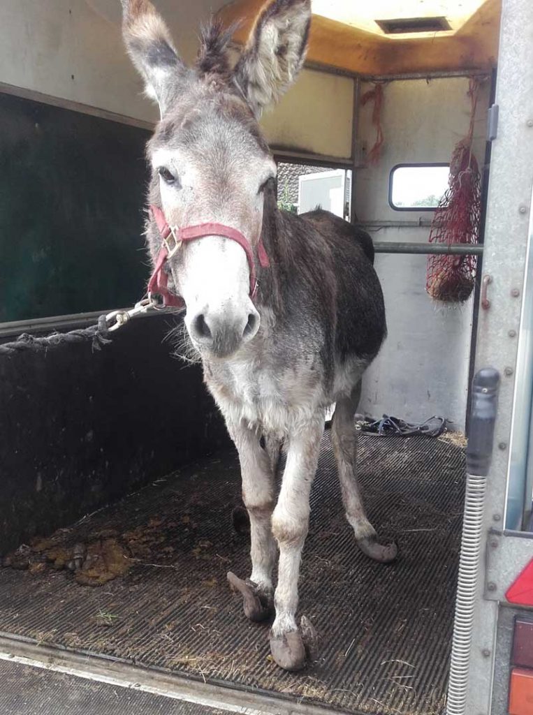 ISPCA-Donkey