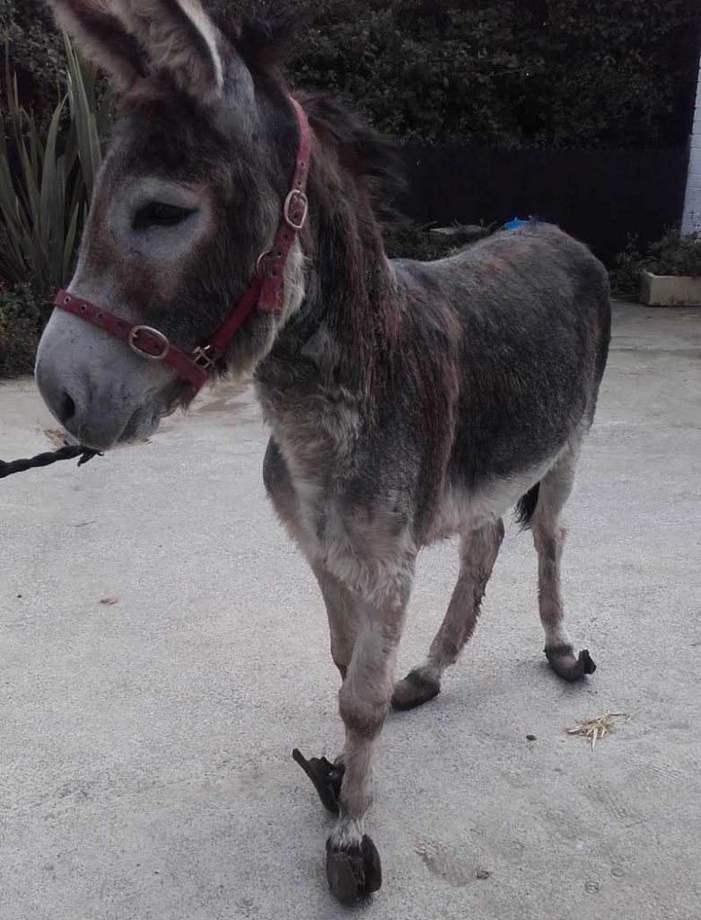 ISPCA-Donkey