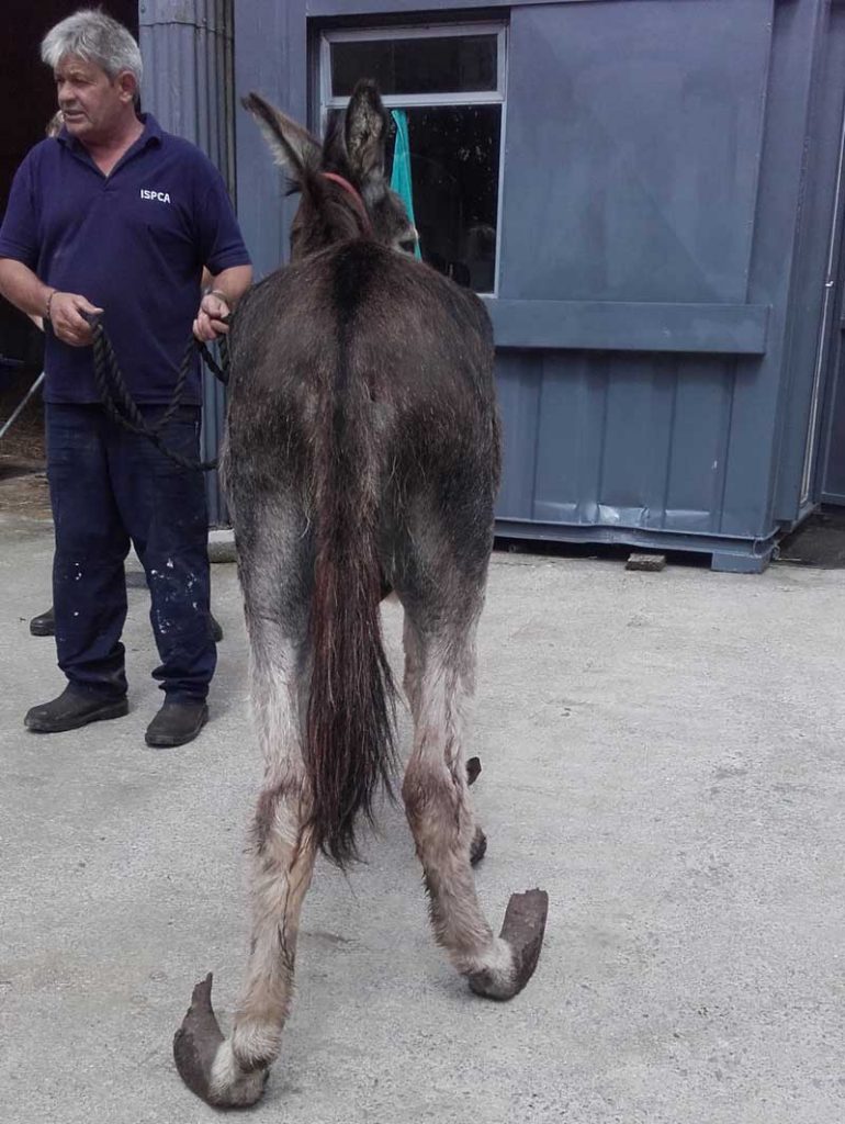 ISPCA-Donkey