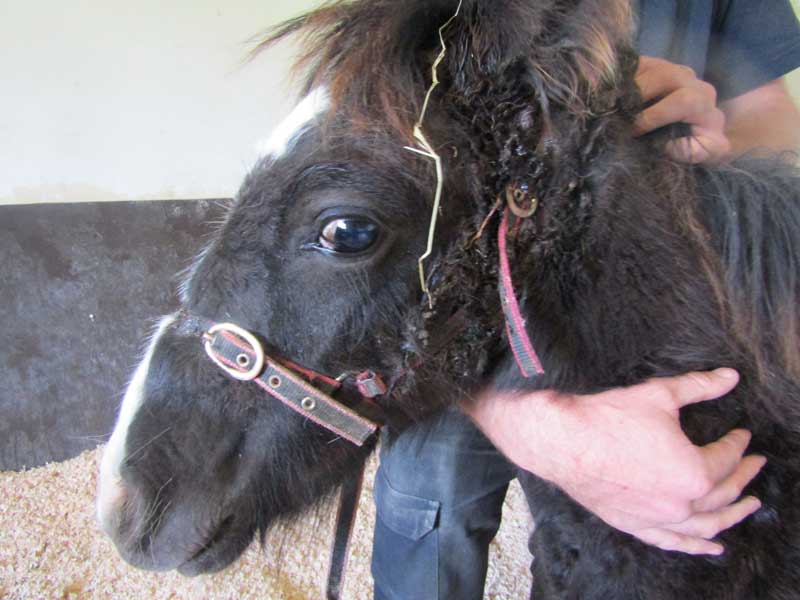 foal-with-embedded-headcollar