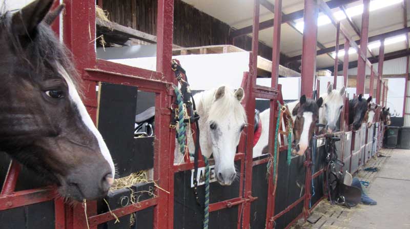 horse-housing-and-facilities