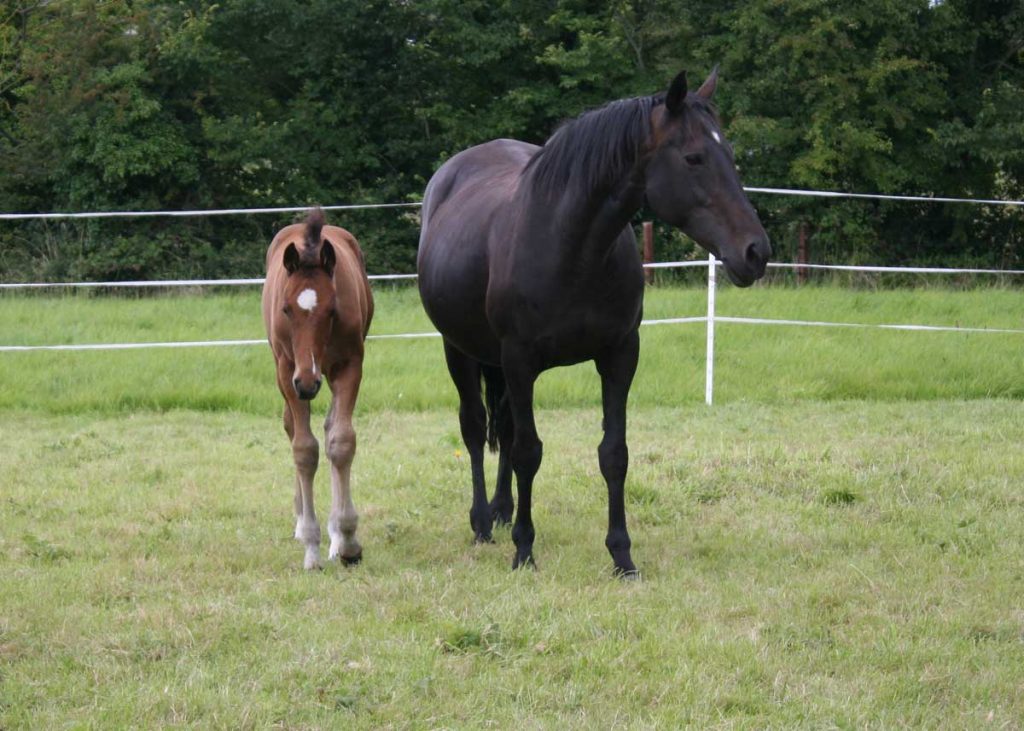 Mare-&-Foal