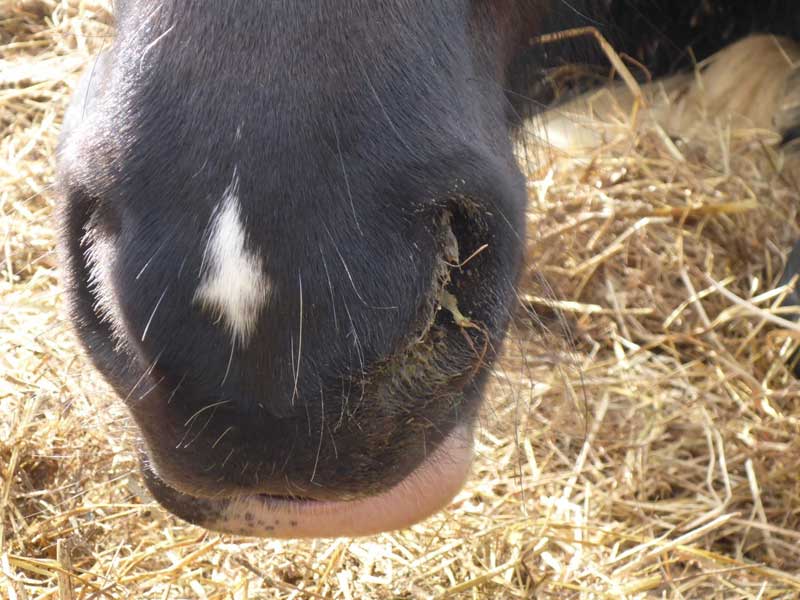 equine-antimicrobial