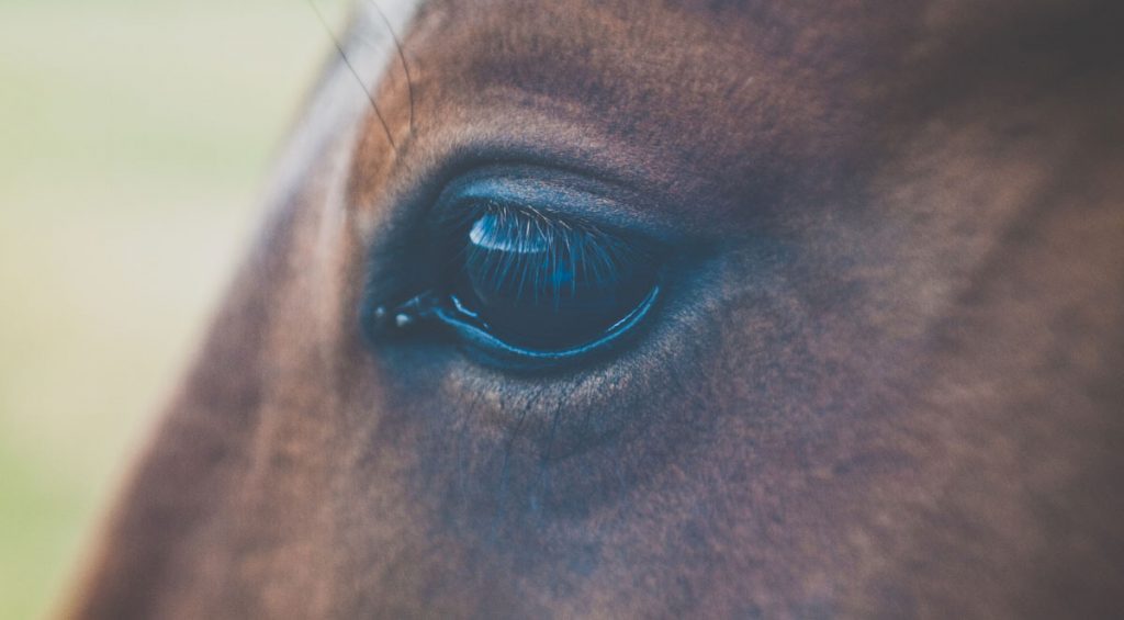 Horse-eye