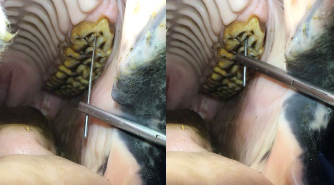 horse dentistry