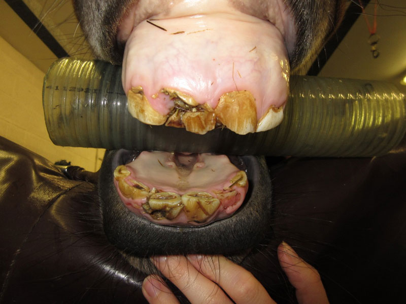 horse dentistry