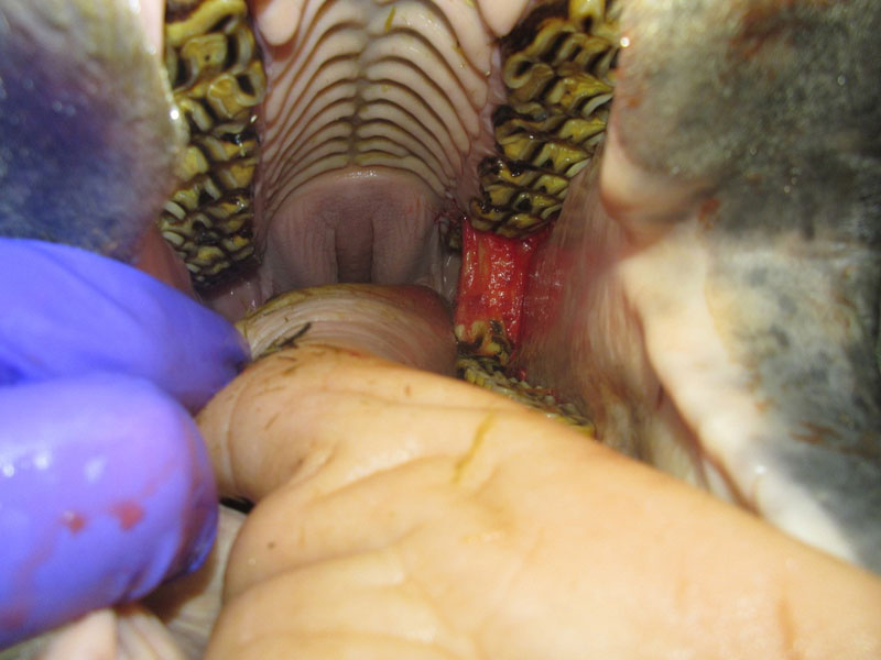 horse dentistry