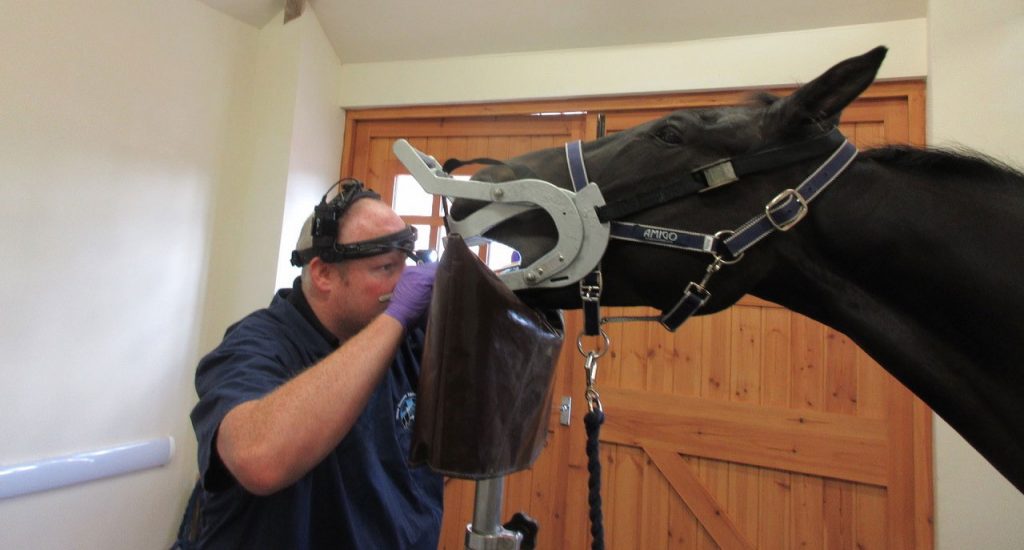 Don’t let them suffer in silence: BEVA launches online guide to help horse owners choose the right dental care