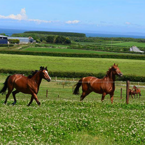 grass-livery-horseplay-ie