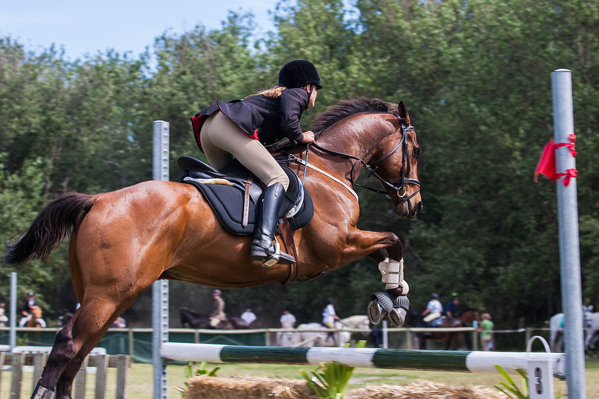 horse jumping