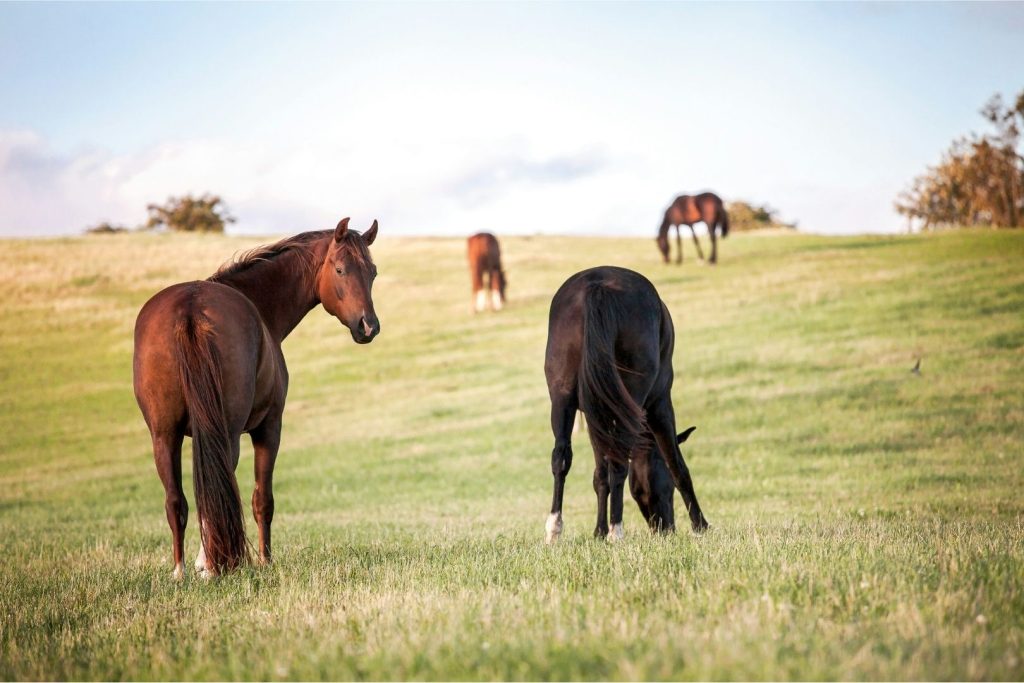 horses in field